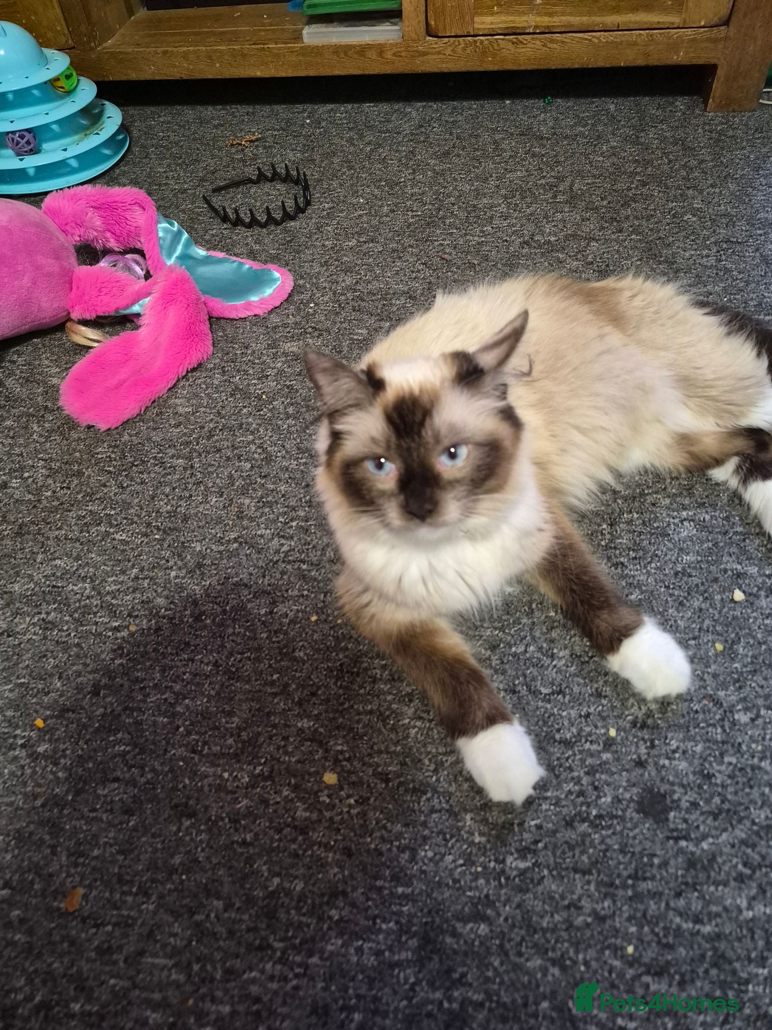 Mixed Breed cats 2 male breed  kittens - Advert 1