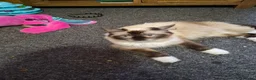 Mixed Breed cats for sale: 2 male breed  kittens - Advert 1