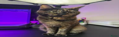 Domestic Shorthair 