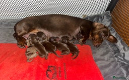 Dachshund dogs for stud: True Miniature Isabella Daple Boy in Burton-on-Trent - Image 10