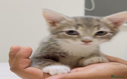 Mixed Breed cats for sale: Kittens ready to go - Image 16