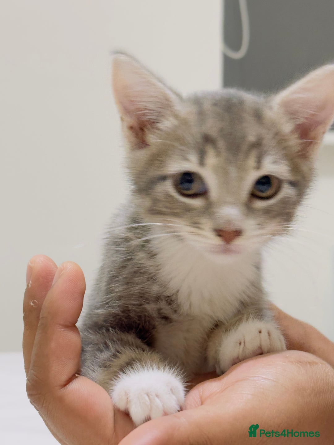 Mixed Breed cats for sale: Kittens ready to go - Image 16