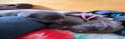 Springador dogs for sale: Springador puppies in Doncaster - Advert 8