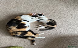 Oriental cats for sale: Sweet Confident Baby Girl - Image 2