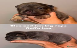 French Bulldog dogs for sale: 7 fluffy French Bulldogs puppies - Image 7