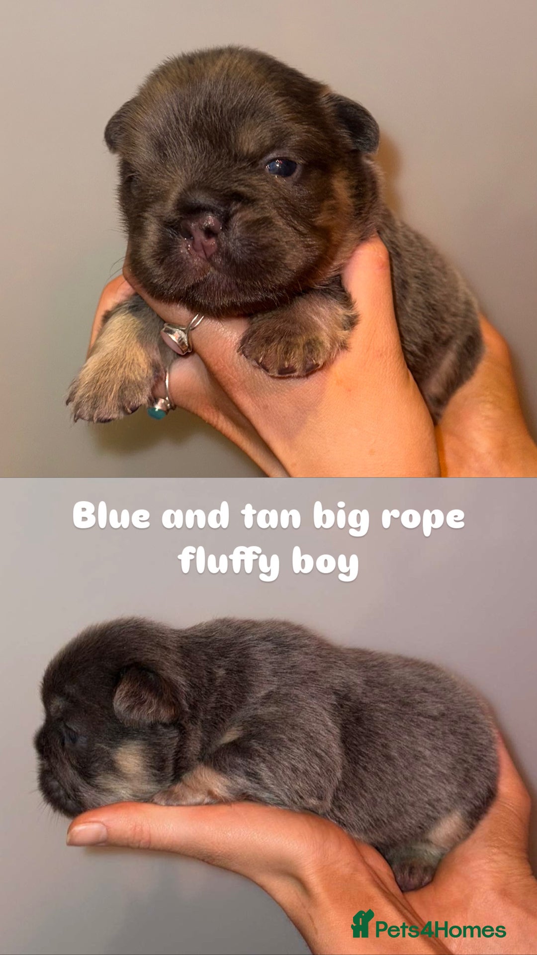French Bulldog dogs for sale: 7 fluffy French Bulldogs puppies - Image 7