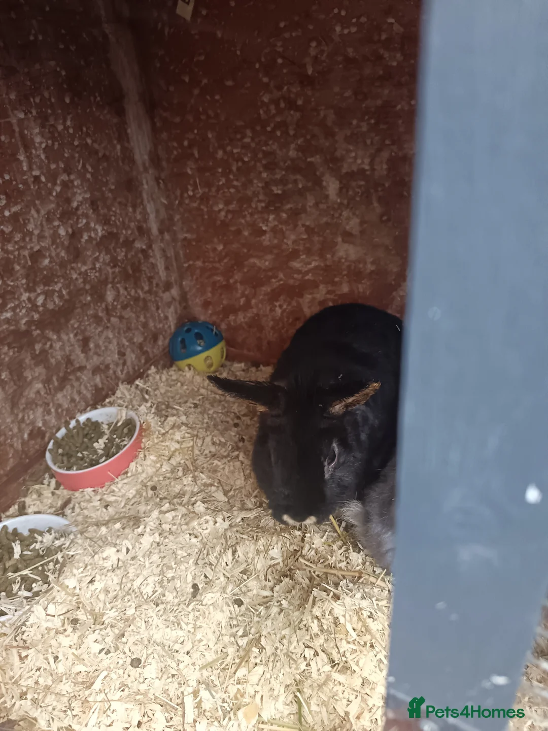 Mixed Breed rabbits for sale: Two male rabbits for rehoming - Advert 2