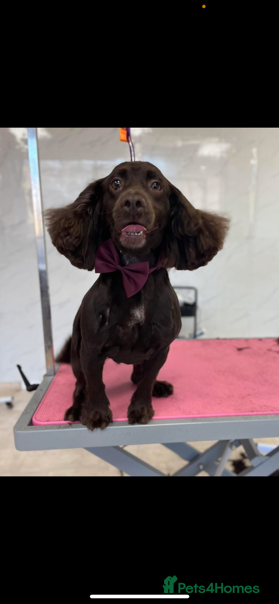 Cocker Spaniel dogs Cocker spaniel puppies for sale  - Advert 3