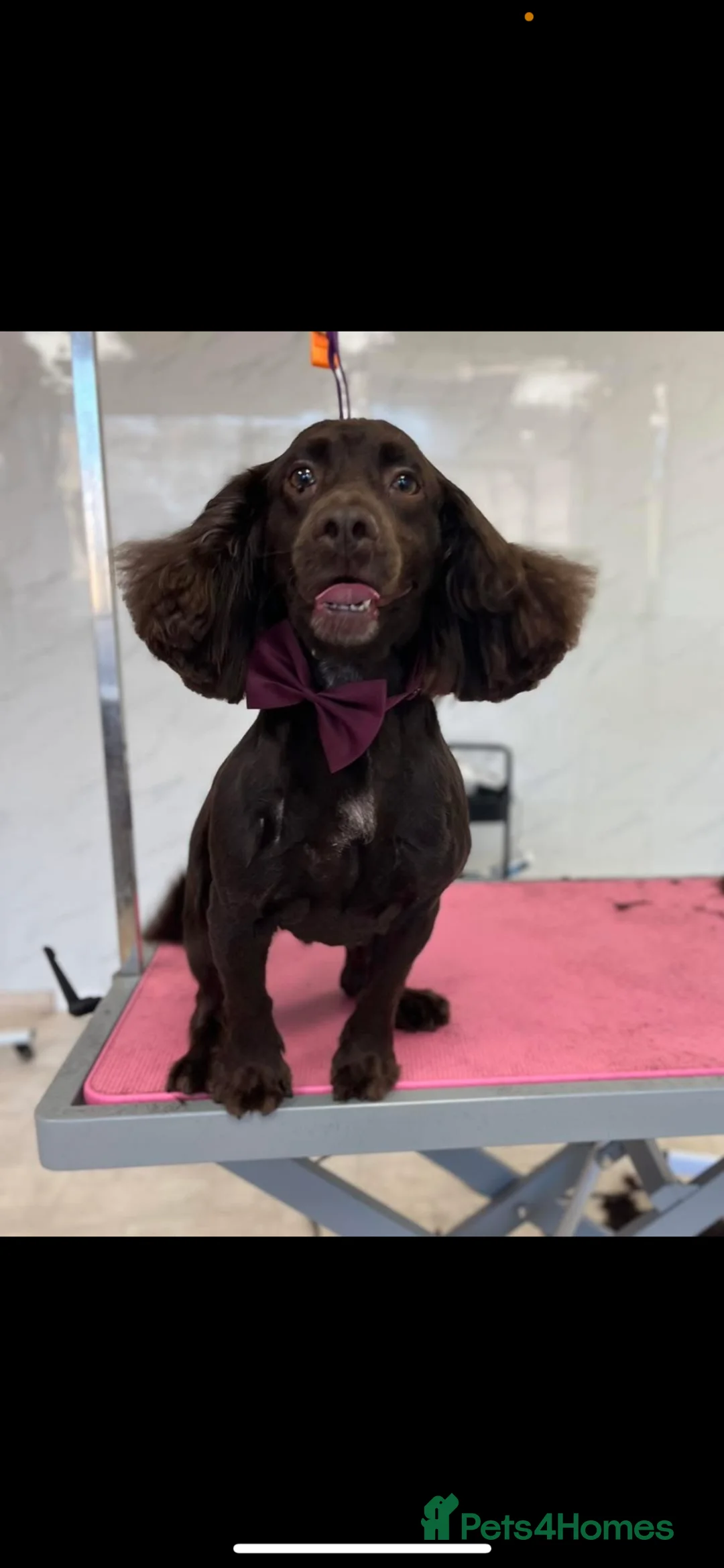 Cocker Spaniel dogs for sale: Cocker spaniel puppies for sale  - Advert 1