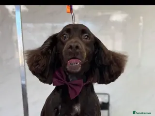 Cocker Spaniel dogs Cocker spaniel puppies for sale - Advert 3