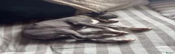 Whippet dogs for sale: REDUCED! LAST GIRL!  Health checked - Advert 5