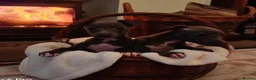 Mixed Breed dogs for sale: Wiggys for sale in Bridlington - Advert 6