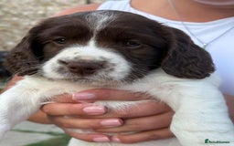 English Springer Spaniel dogs for sale: Spring spaniels - Image 3