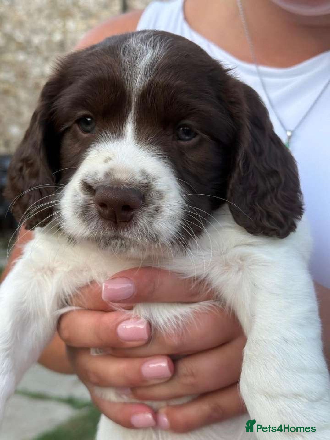 English Springer Spaniel dogs for sale: Spring spaniels - Image 3