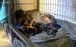 Doxiepoo dogs for sale: doxipoo puppies READY NOW - Image 1