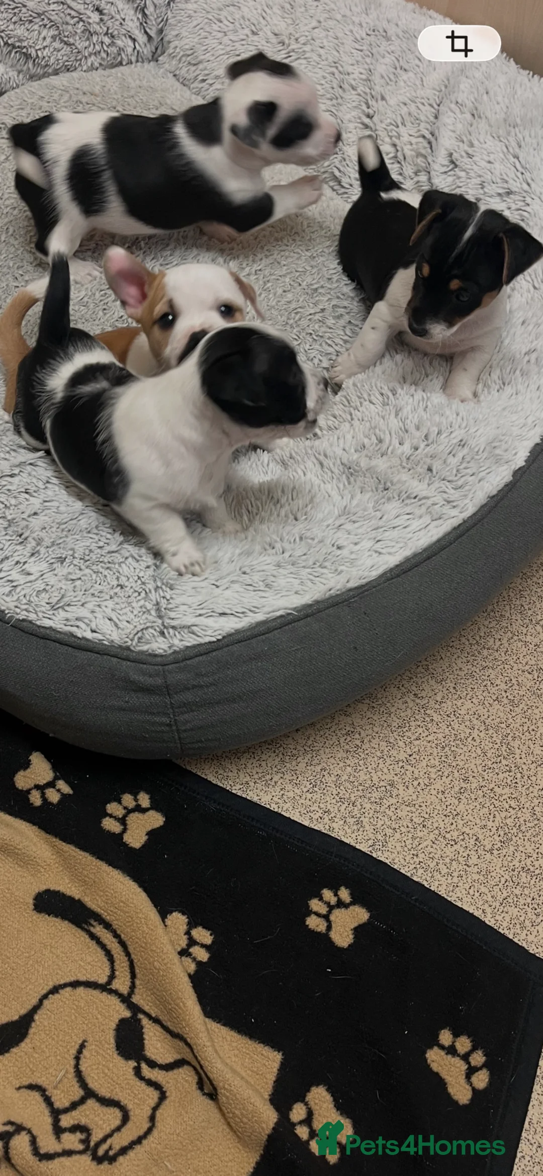 Jack Russell dogs for sale: Jack Russell pups in Melksham - Advert 2