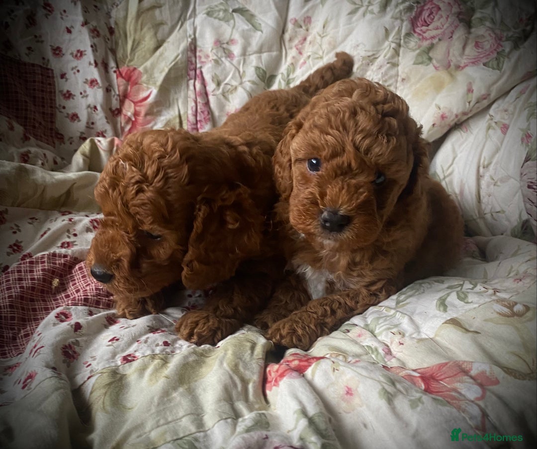 Cockapoo dogs for sale: Fabulous F1b Fox Red Cockapoo Health Cleared - Image 4