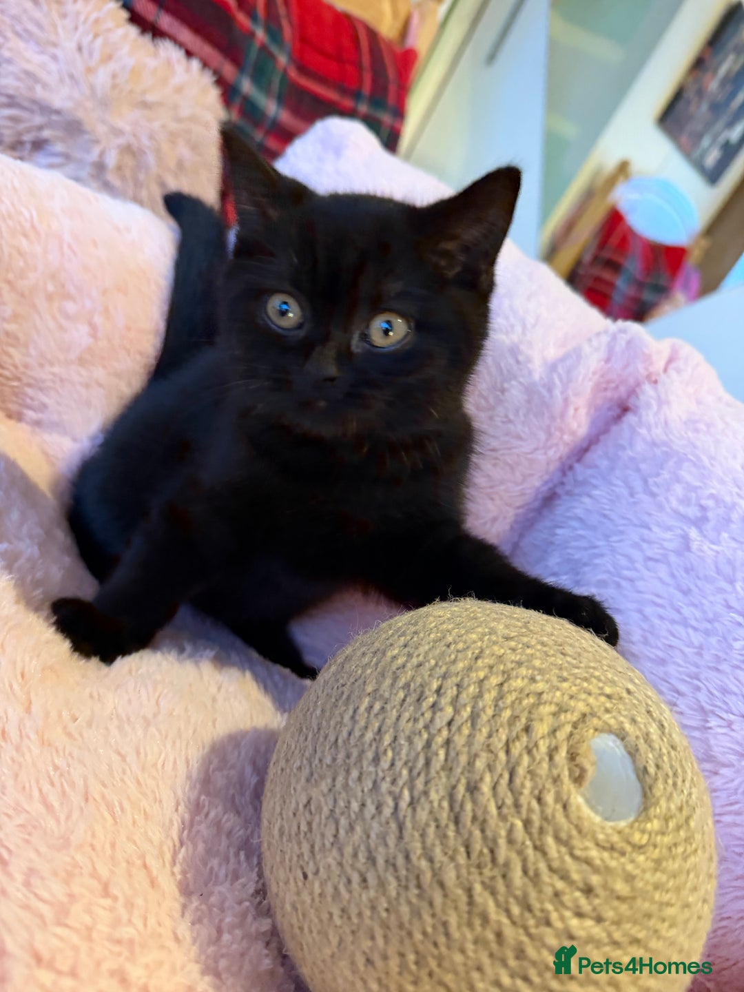 British Shorthair cats for sale: 🐱Last fluffy  British Shorthair Boy🐱 - Advert 7