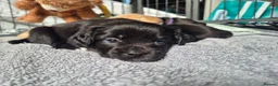Mixed Breed dogs for sale: 🐾 Beautiful French Bulldog × Cockapoo Puppies 🐾 - Advert 25