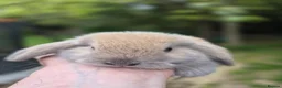 Mini Lop rabbits for sale: Mini lop babies - Advert 3
