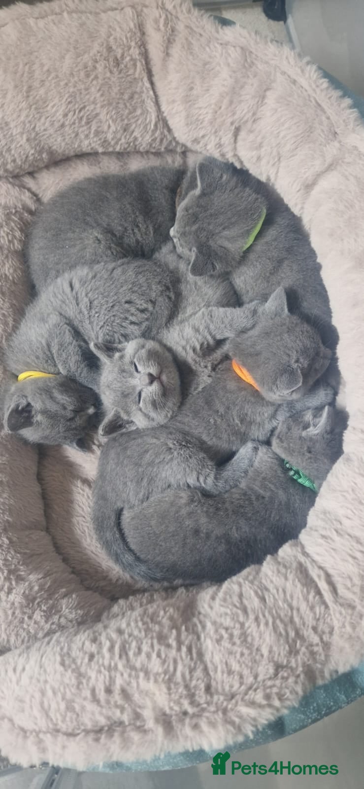 Russian Blue cats for sale: 🐾 Beautiful Russian Blue Kittens for Sale 🐾 - Advert 1