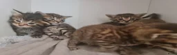 Mixed Breed cats for sale: 5 kittens for sale  - Advert 10