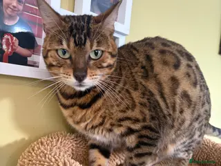 Bengal cats Super snuggly Retired breeding queen bengal - Advert 15