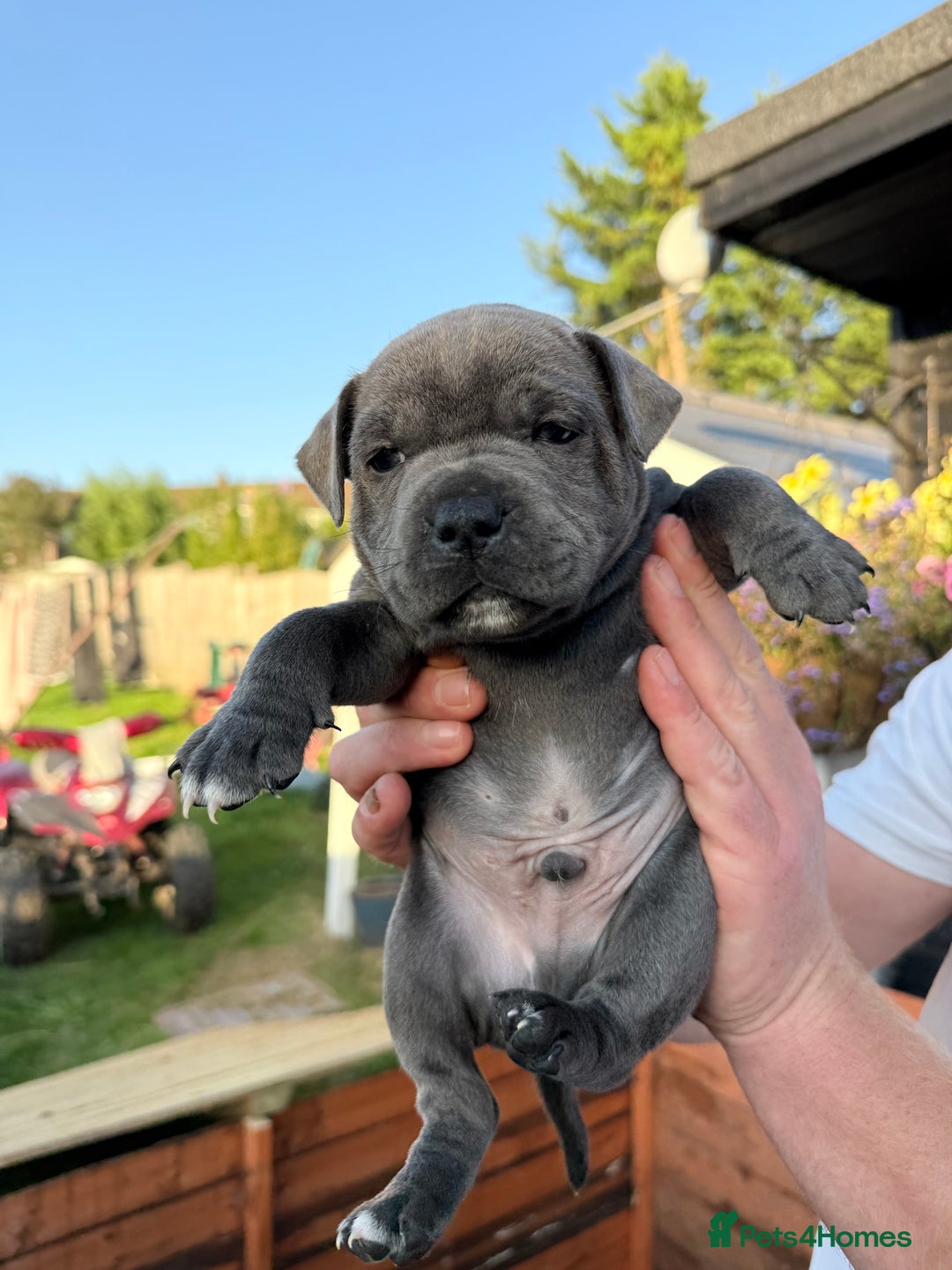 Staffordshire Bull Terrier dogs for sale: Champion Blue Staffordshire Bull Terrier Puppies - Image 6