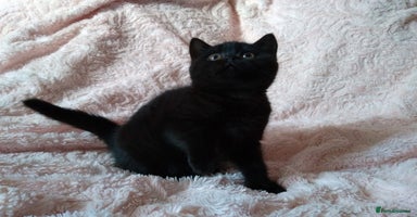 British Shorthair cats - Advert 8