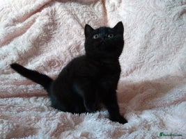 British Shorthair cats - Advert 8