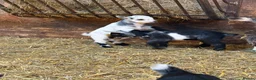 Goats livestock for sale: 4 Pedigree registered Pygmy goats  - Advert 3
