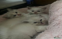 Ragdoll cats for sale: Gorgeous Bicolour Ragdoll kittens - Image 3