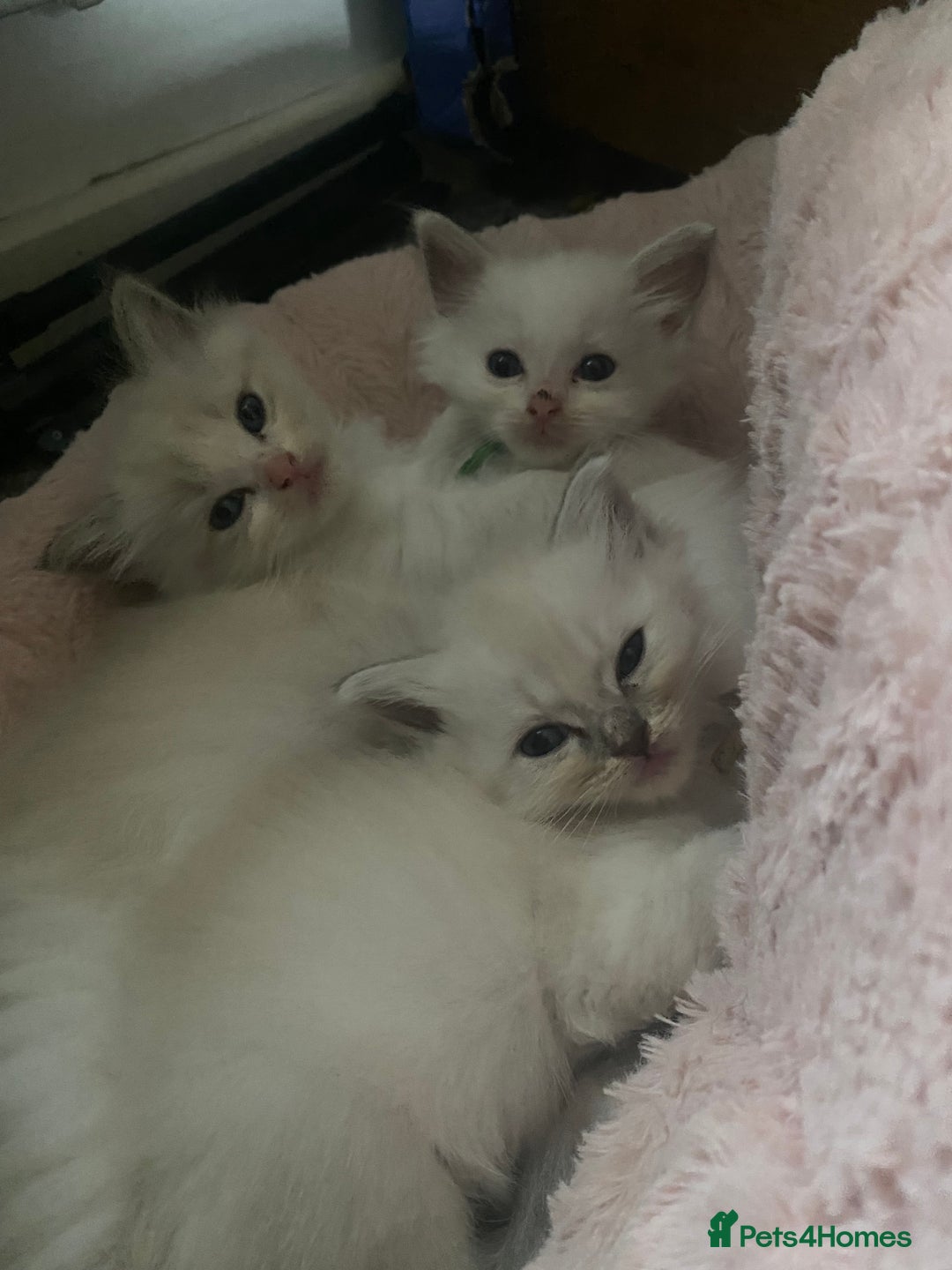 Ragdoll cats for sale: Gorgeous Bicolour Ragdoll kittens - Image 3