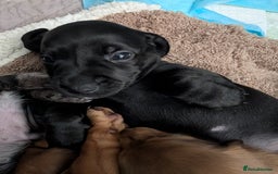 Dachshund dogs for sale: Beautiful Dachshund puppies  - Image 13