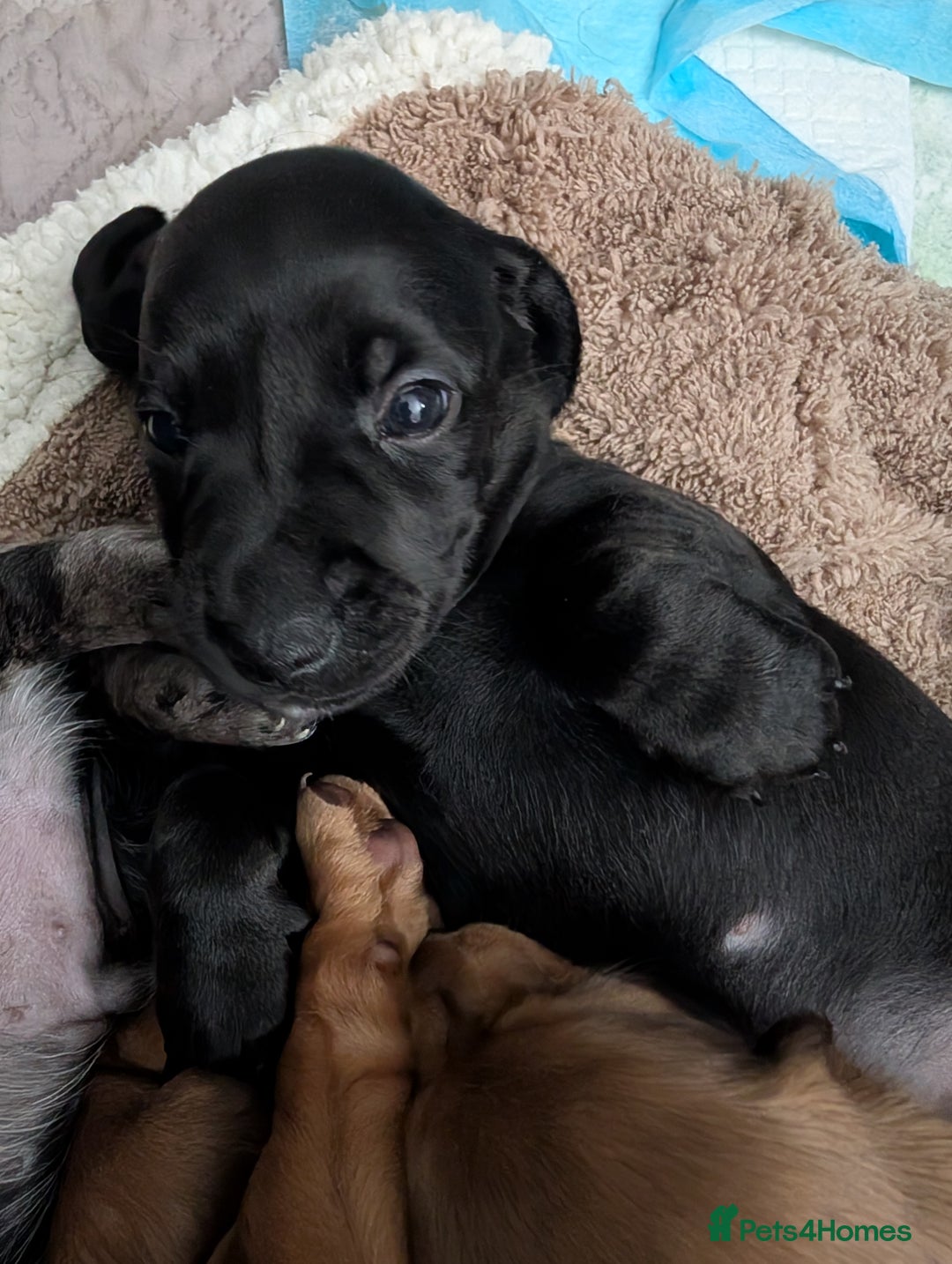 Dachshund dogs for sale: Beautiful Dachshund puppies  - Image 13
