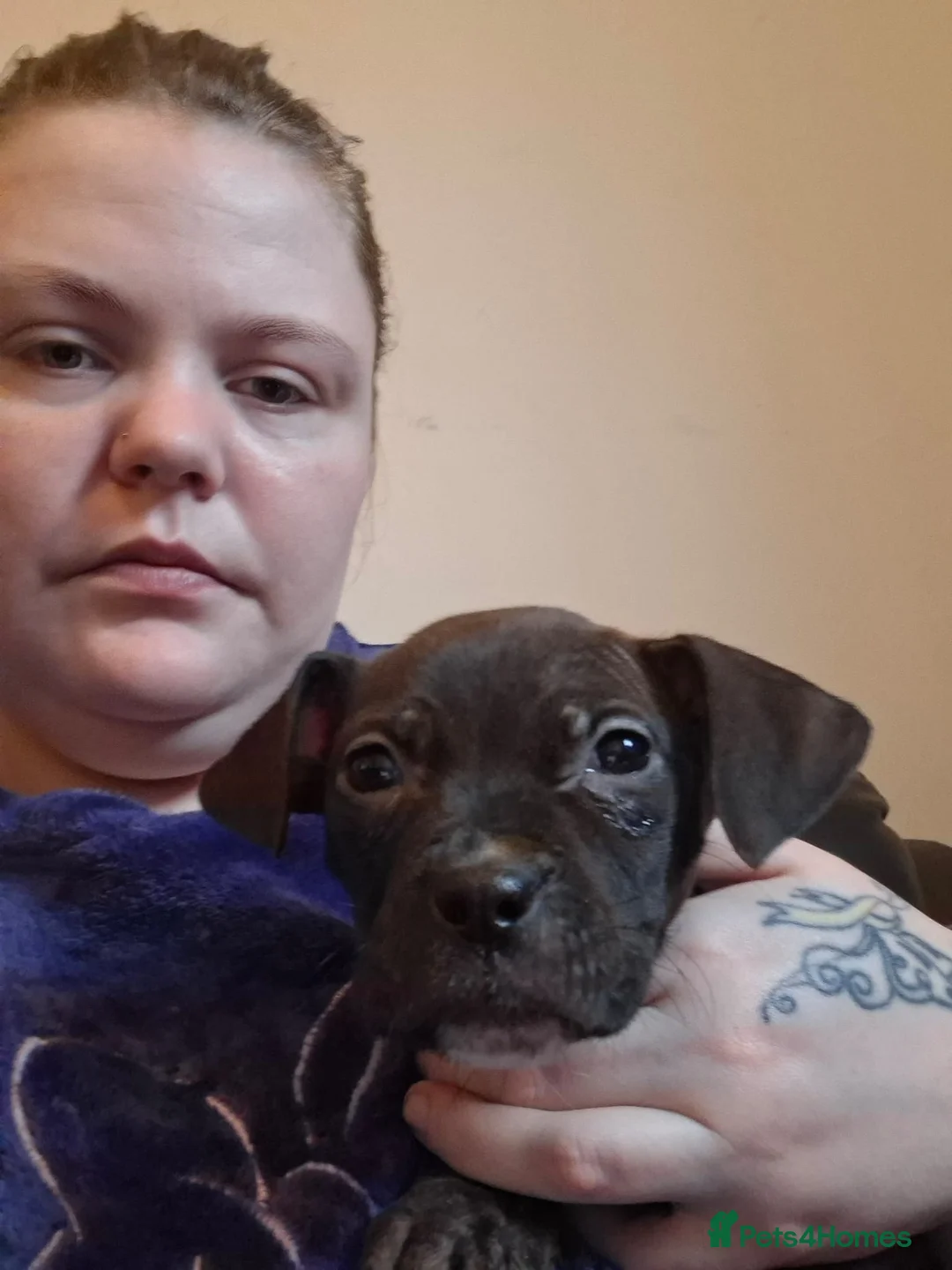 Mixed Breed dogs for sale: 2 female pups - Advert 6