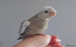 Cockatiels birds for sale: Hand reared silly tame DNA sexed baby cockatiels  - Image 8