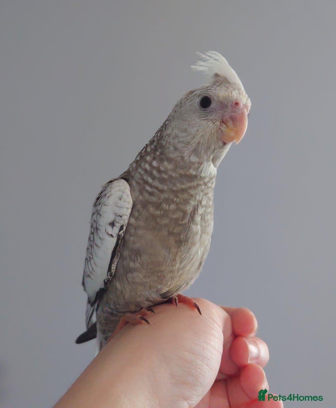 Cockatiels birds for sale: Hand reared silly tame DNA sexed baby cockatiels  - Image 8