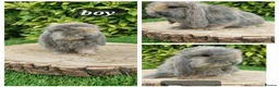Mini Lop rabbits for sale: Pure bred mini lop baby rabbits  - Advert 7