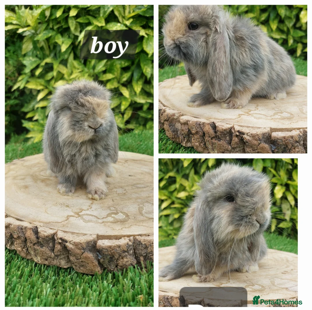 Mini Lop rabbits for sale: Pure bred mini lop baby rabbits  - Advert 7