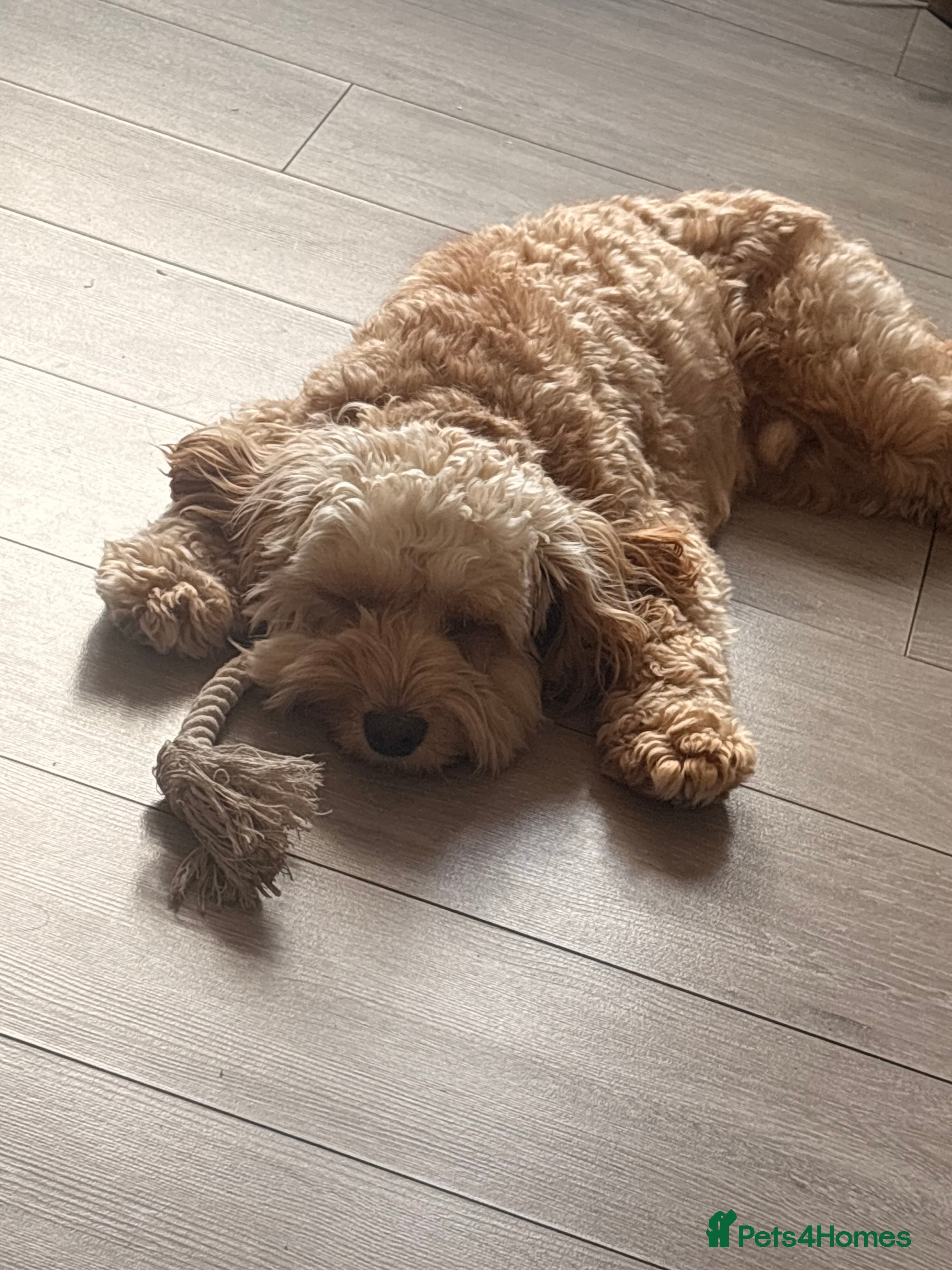 Cockapoo dogs Male cockapoo 18 months  - Advert 3