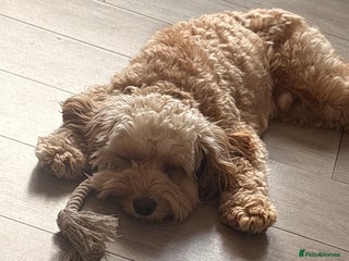 Cockapoo dogs Male cockapoo 18 months - Advert 1