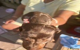 Miniature Dachshund dogs for sale: Beautiful miniature dachshund pups  - Image 11