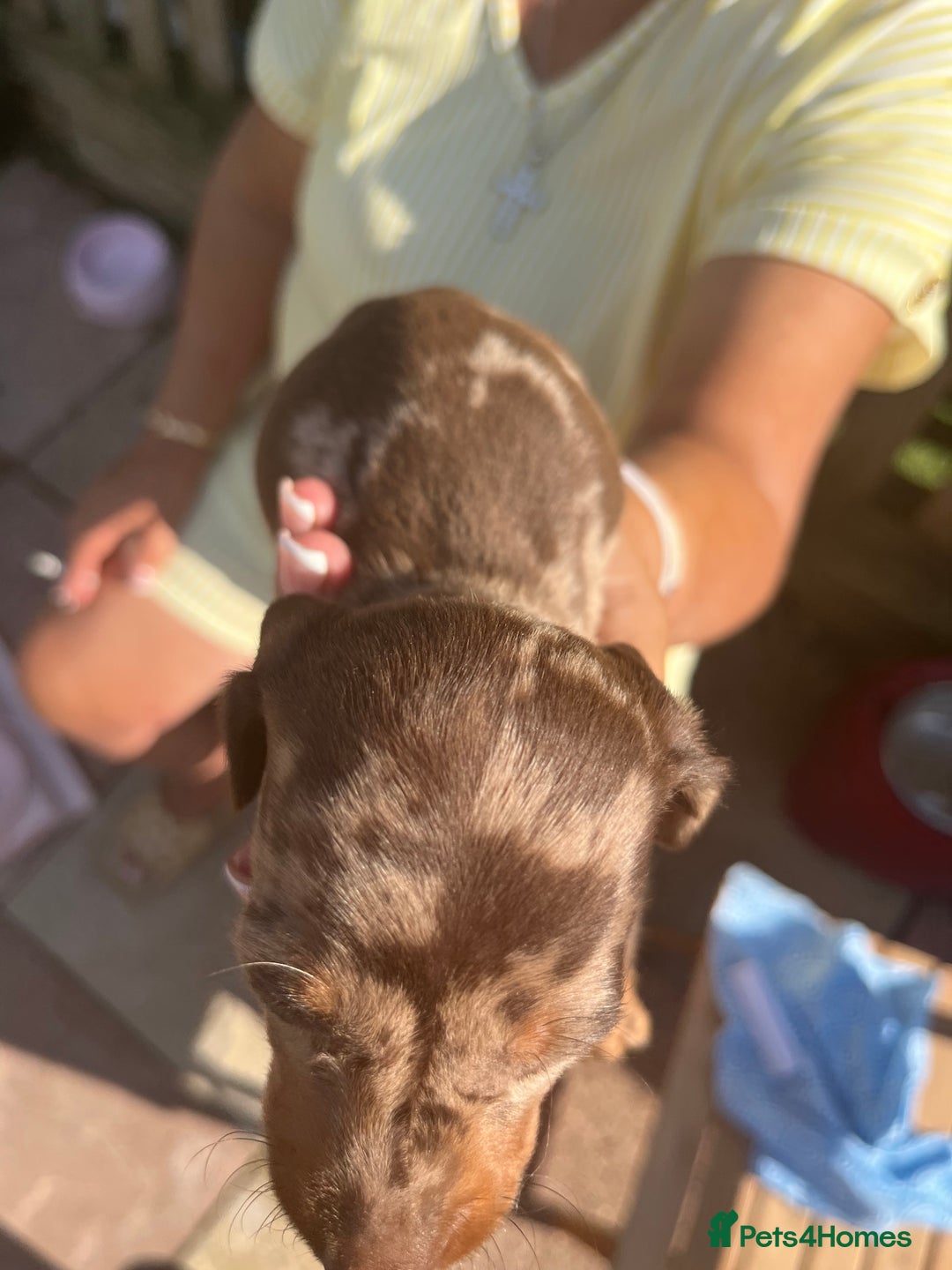 Miniature Dachshund dogs for sale: Beautiful miniature dachshund pups  - Image 11