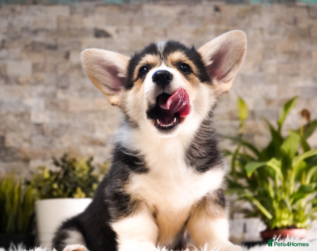Welsh Corgi Pembroke dogs for sale: Welsh Corgi (Pembroke) - Advert 17