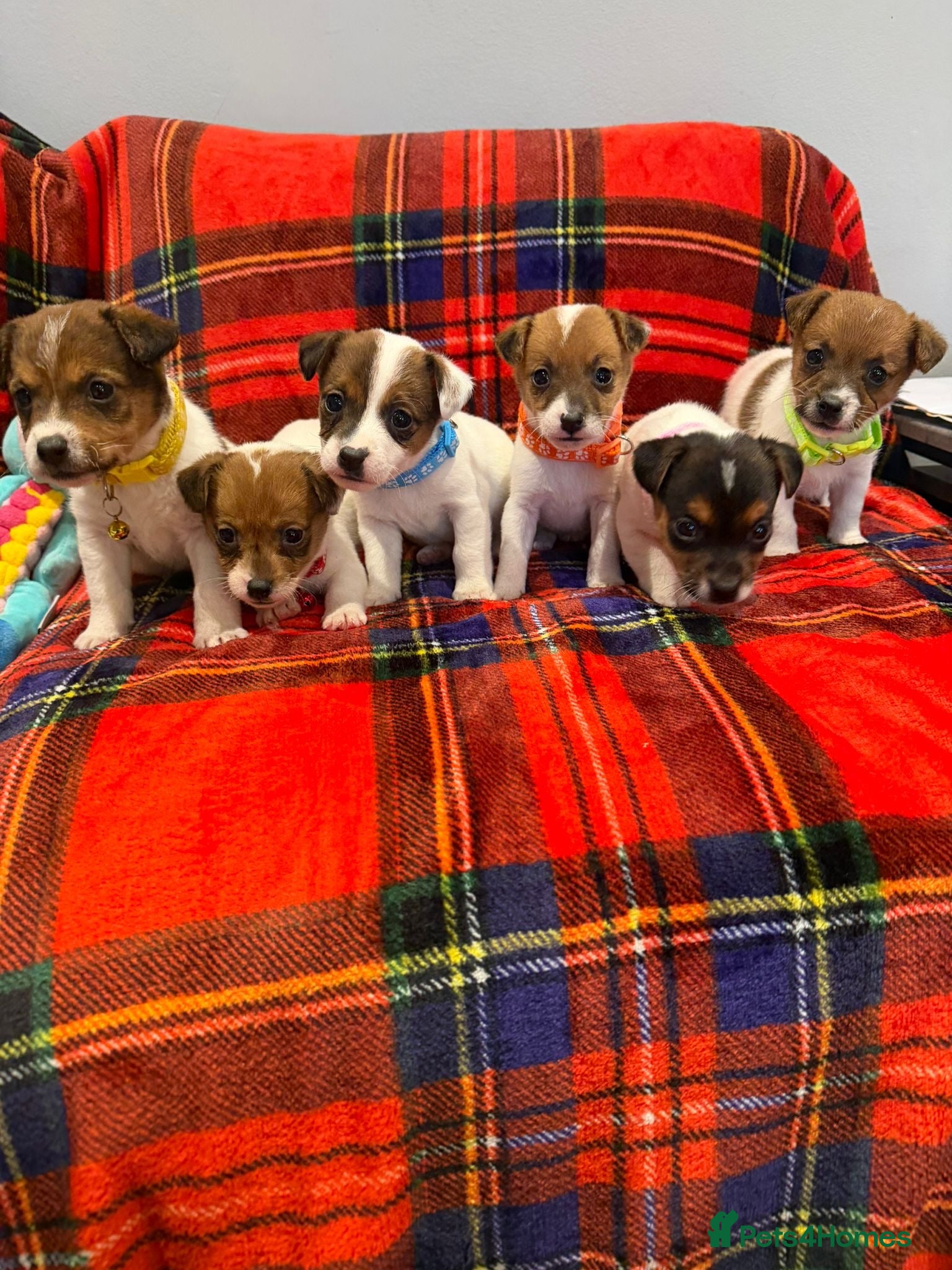Jack Russell dogs Stunning Jack Russel pups  - Advert 1