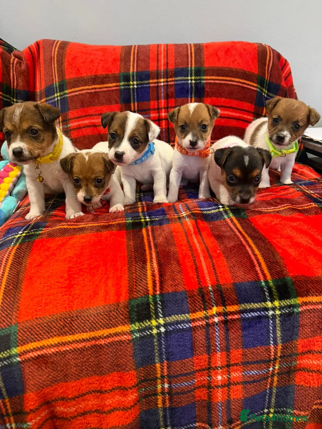 Jack Russell dogs for sale: Stunning Jack Russel pups  - Advert 1