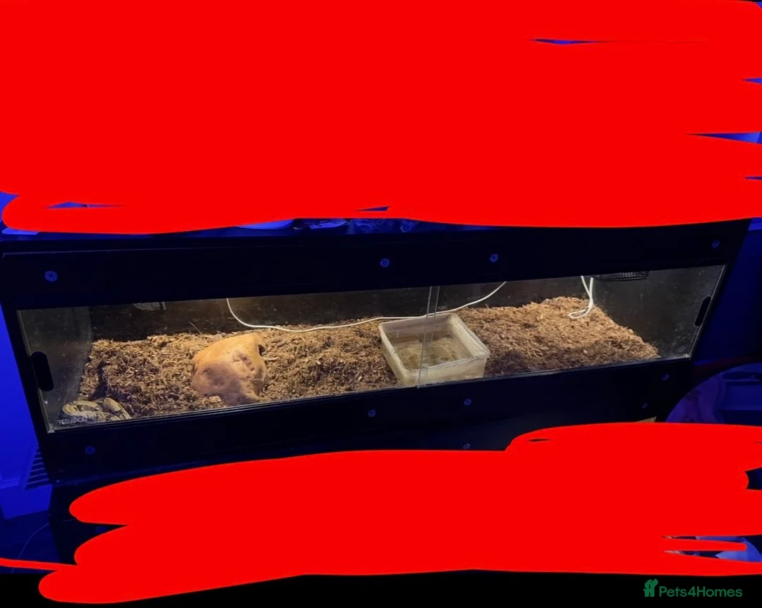 Boa Snake reptiles for sale: Boa And vivarium  - Advert 3