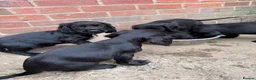 Cocker Spaniel dogs for sale: Working Cocker Spaniel Puppies For Sale - Advert 10
