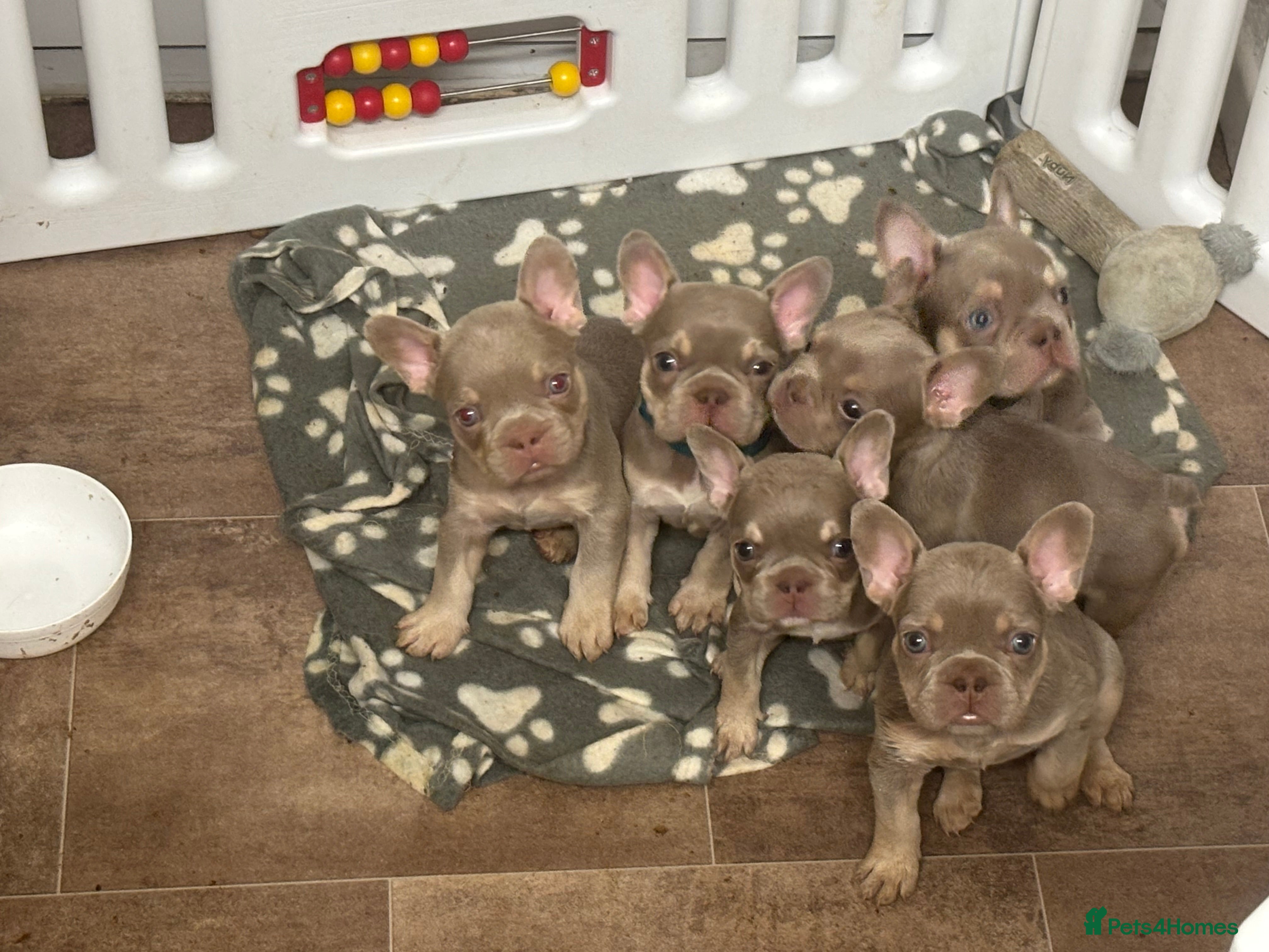 French Bulldog dogs French bull dog puppies - Advert 15